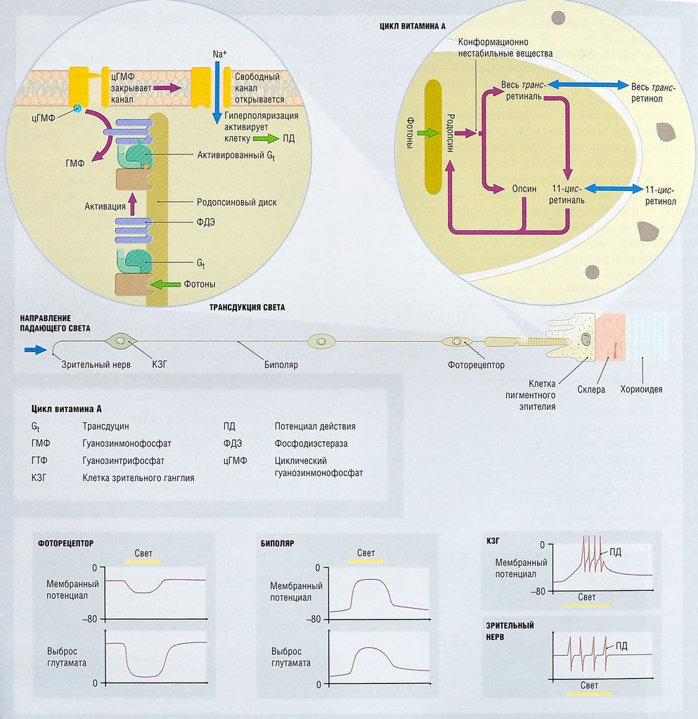 Файл:Ph 22 12.jpg