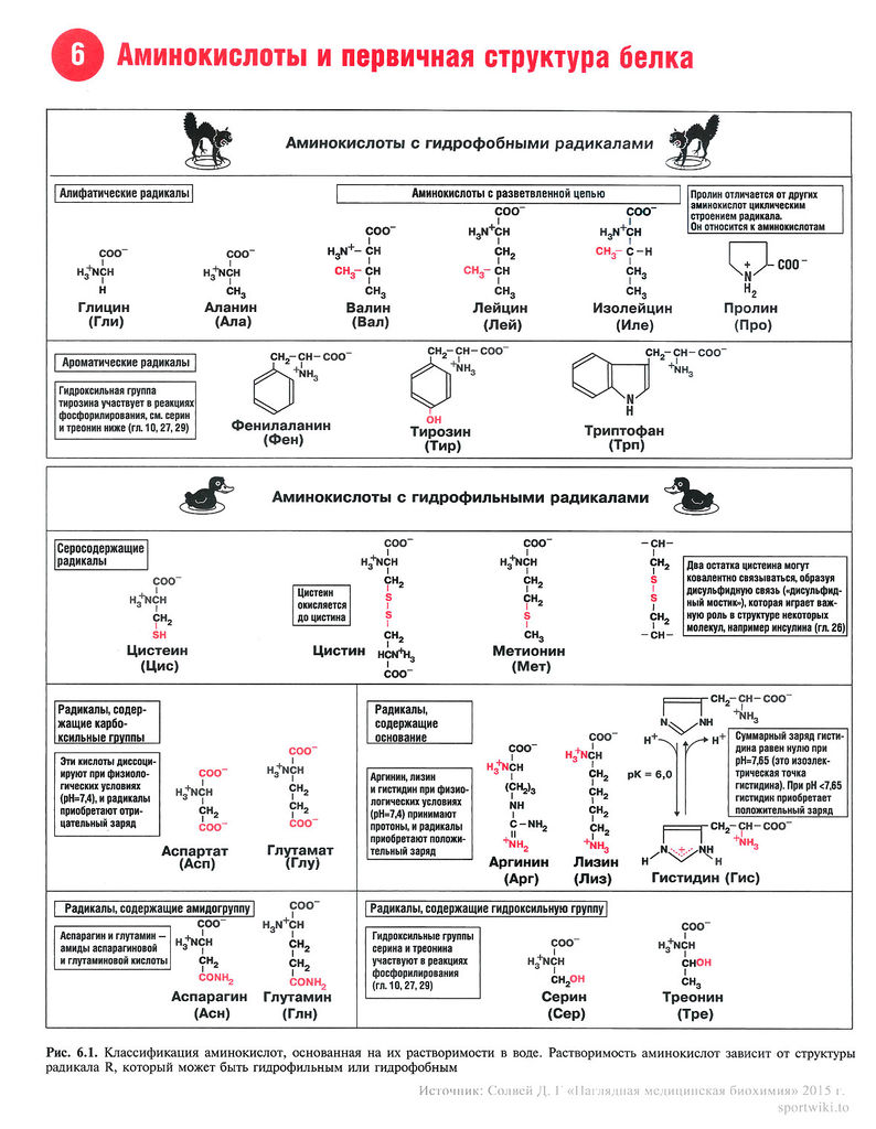 Файл:Amino acid.jpg