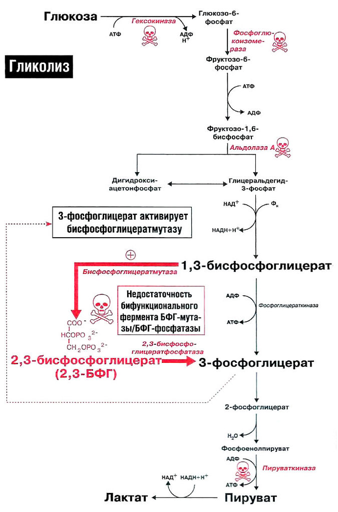Файл:Bio wiki 18 2.jpg
