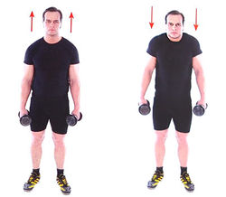 Подъем плеч с гантелями в опущенных руках