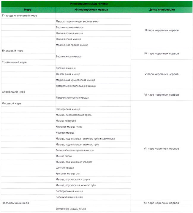 Иннервация мышц головы
