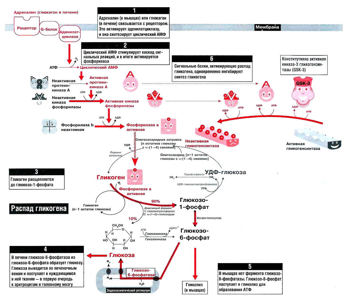 Файл:Bio wiki 25 1.jpg