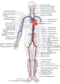Circulatory System.png