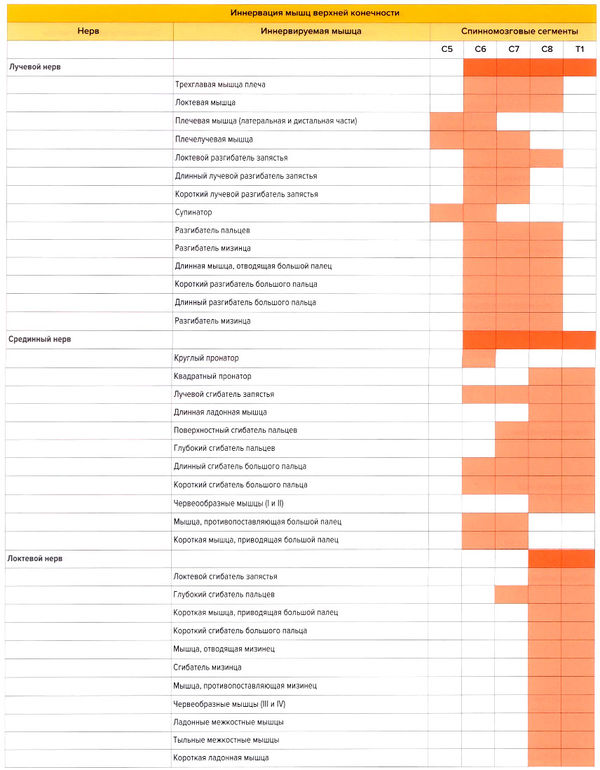 Иннервация мышц верхней конечности