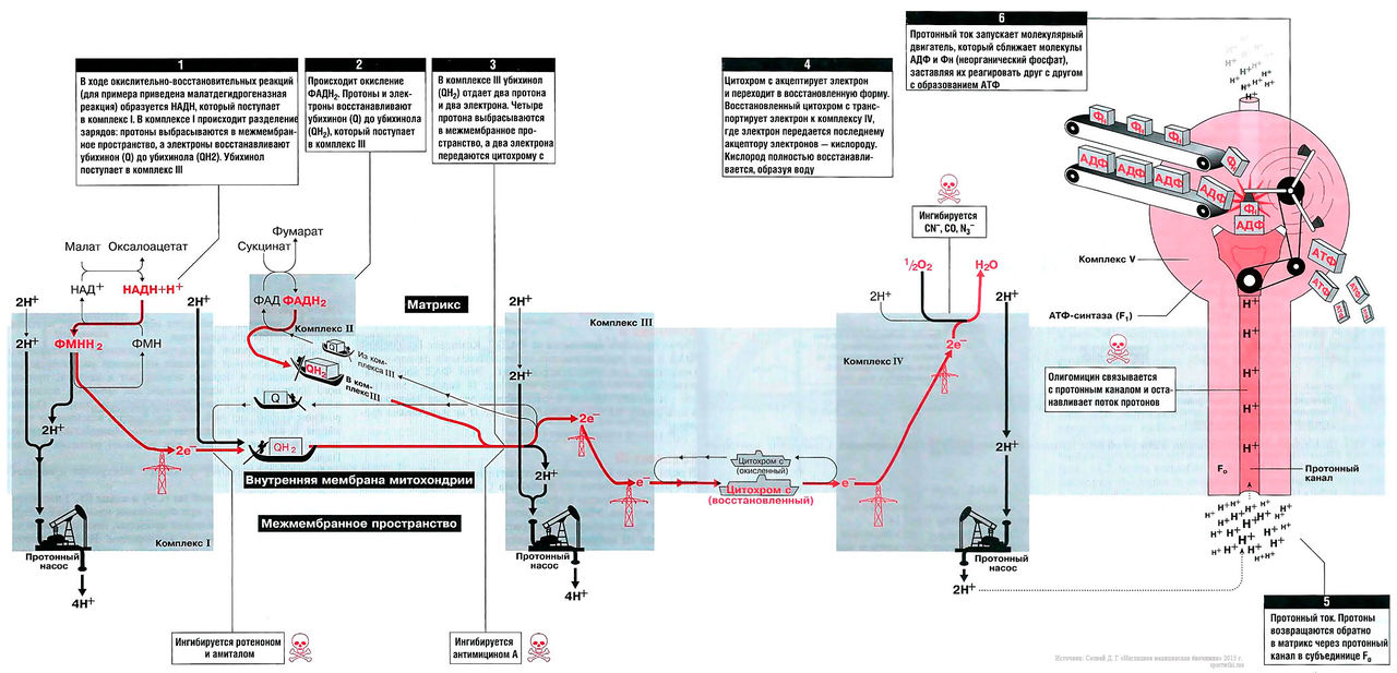 Файл:Bio wiki 13 1.jpg