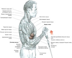 Сгибание одной руки с рукояткой нижнего блока