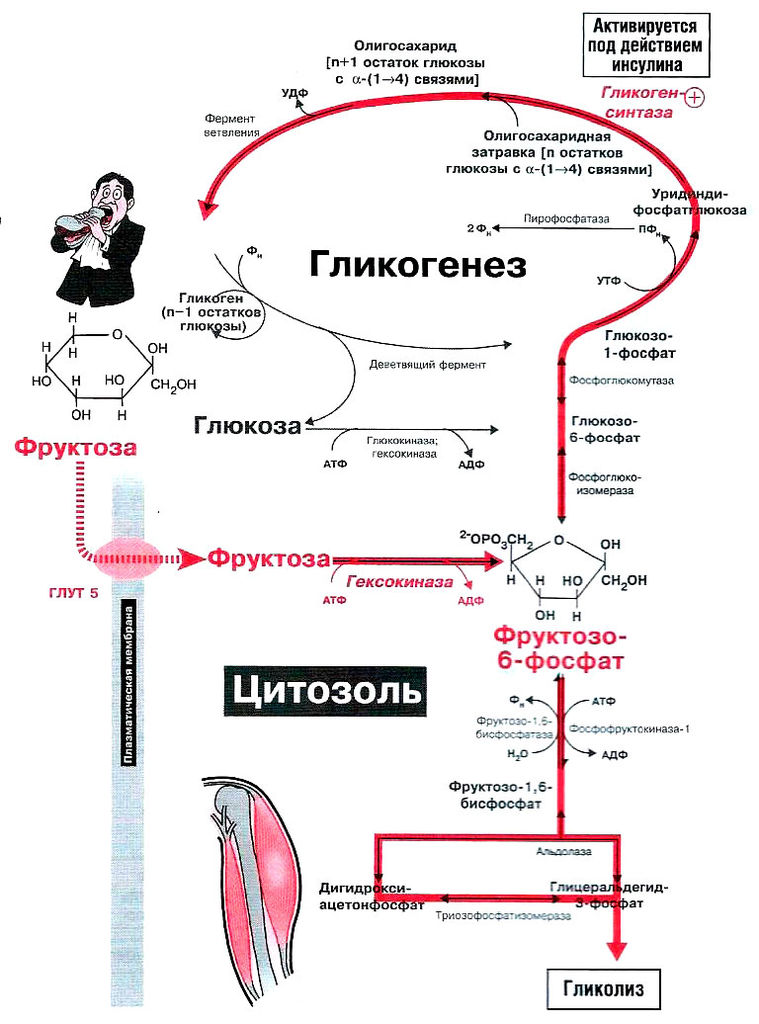 Файл:Bio wiki 22 2.jpg