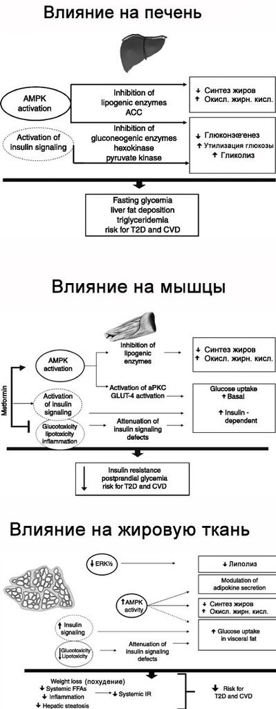 Файл:Metformin mech.jpg
