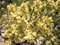 Acacia Rigidula.JPG