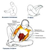 Упражнение тюлень