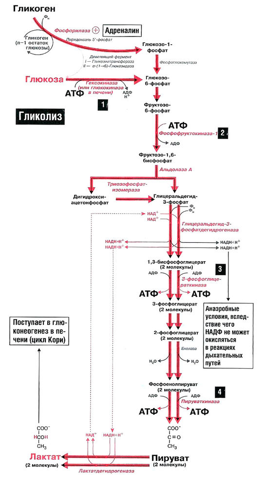 Файл:Bio wiki 17 1.jpg