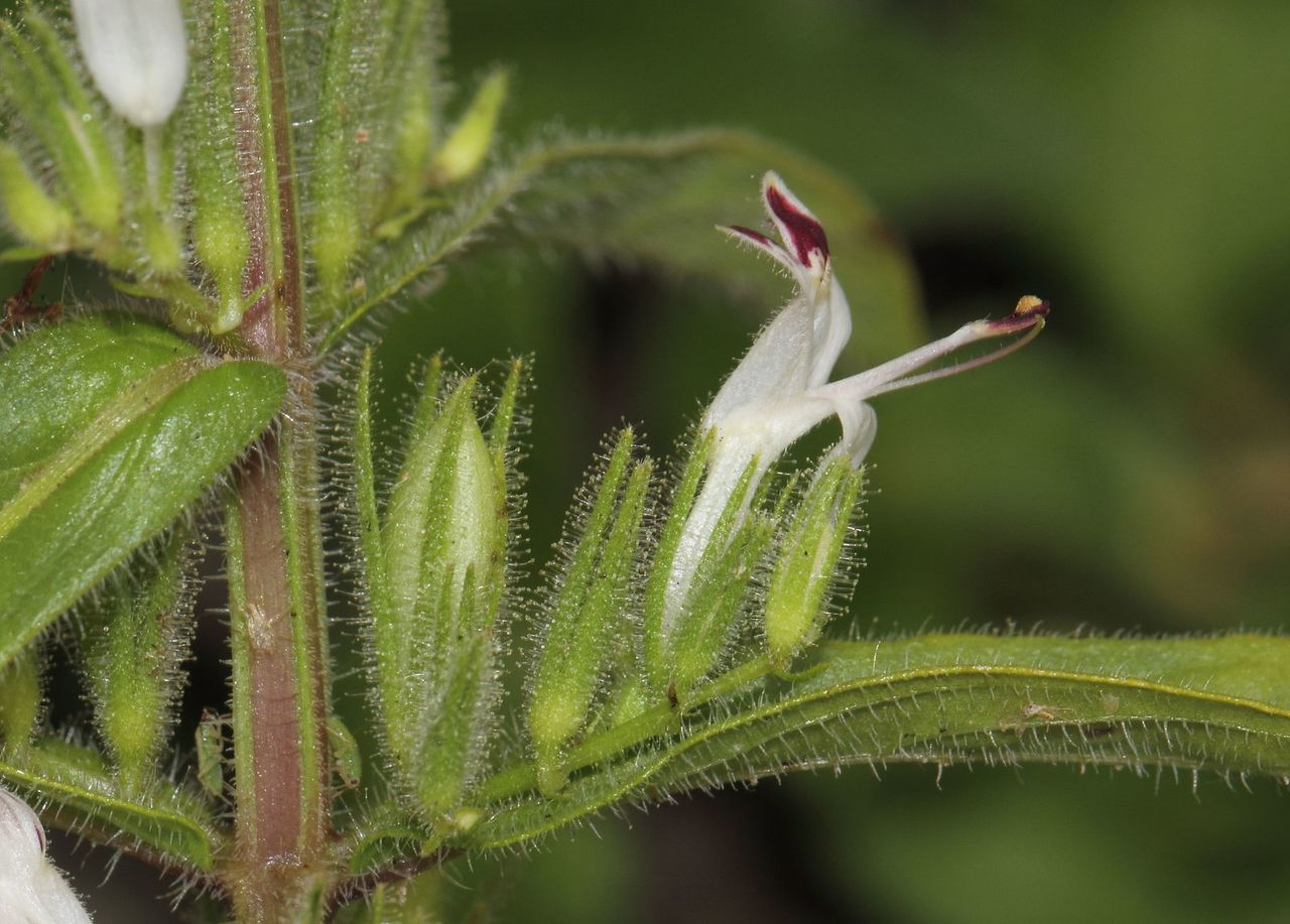 Файл:Andrographis paniculata 01.jpg