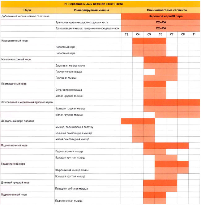 Иннервация мышц верхней конечности