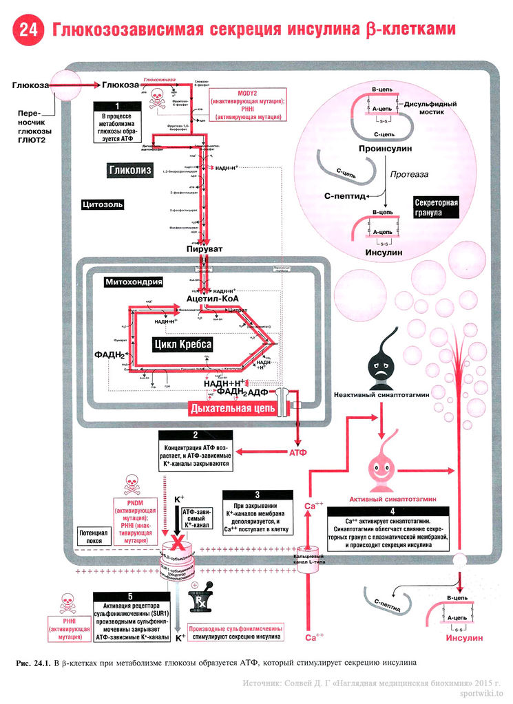 Файл:Scan58 1.jpg