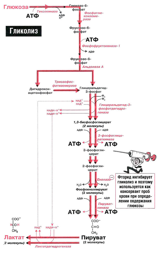 Файл:Bio wiki 18 1.jpg