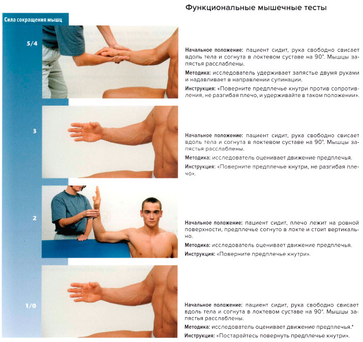 Функциональные мышечные тесты