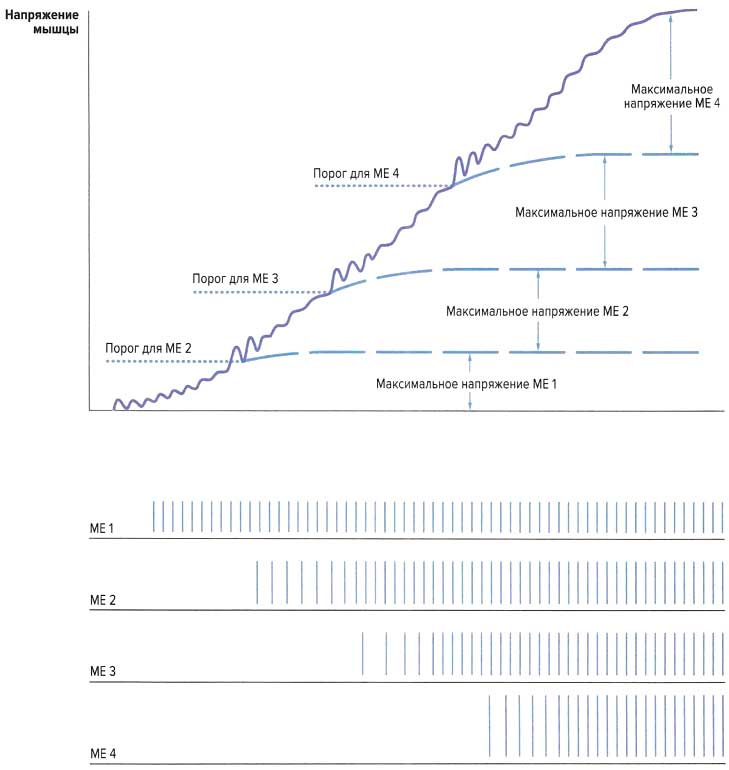 Файл:Mishci sport138.jpg