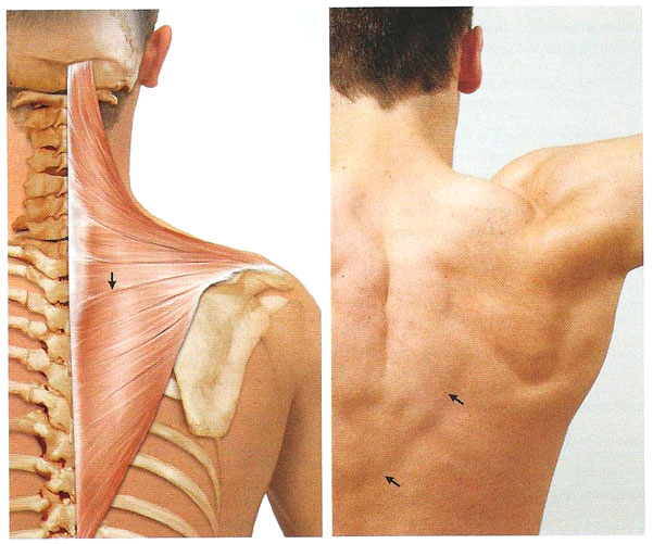 Файл:Mishci sport18.jpg