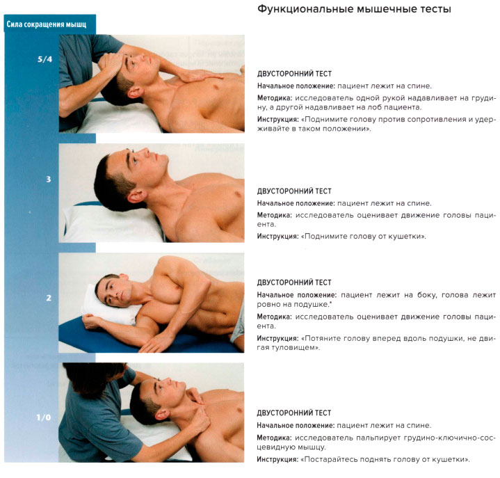 Функциональные мышечные тесты