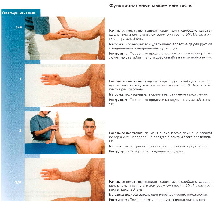 Функциональные мышечные тесты