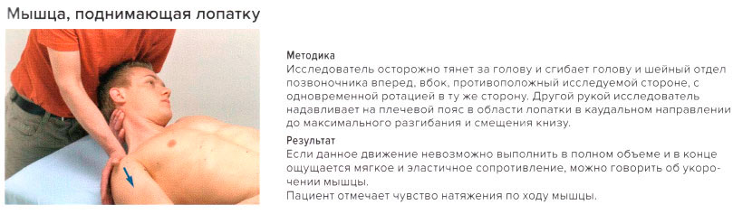 Стресс-тест мышцы, поднимающей лопатку