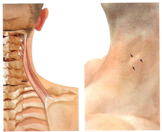 Файл:Mishci sport21.jpg