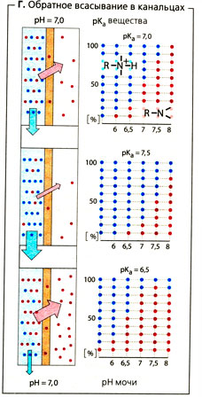 Обратное всасывание в канальцах