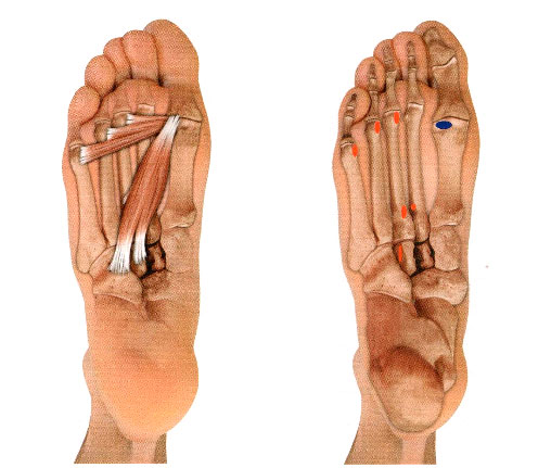 Файл:Mishci anatomiya173.jpg