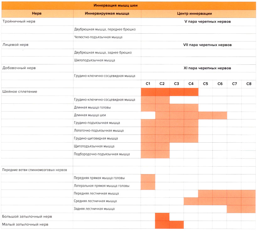 Иннервация мышц шеи