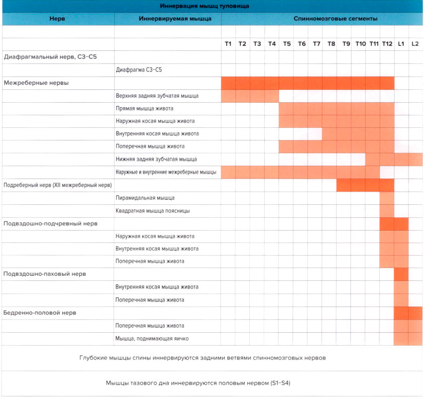 Иннервация мышц туловища