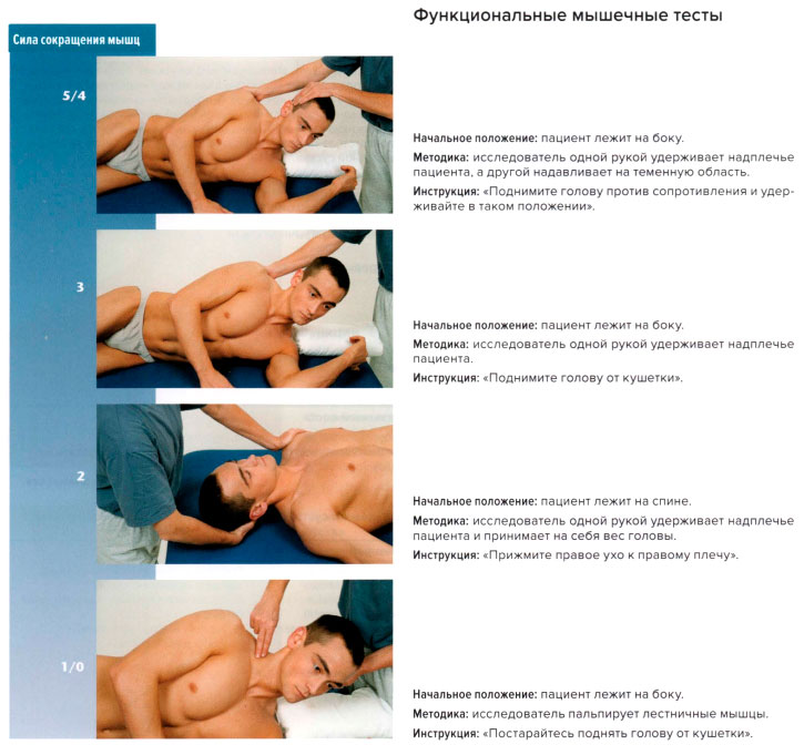 Функциональные мышечные тесты