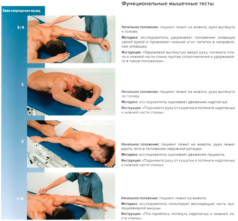 Функциональные мышечные тесты