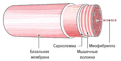 Файл:Mishci sport4.jpg