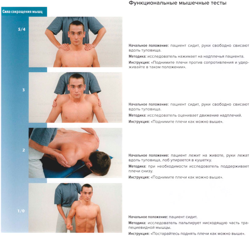 Функциональные мышечные тесты