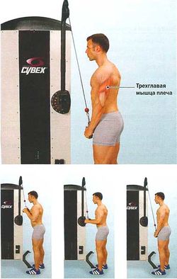 Французский жим (трицепсовый жим)