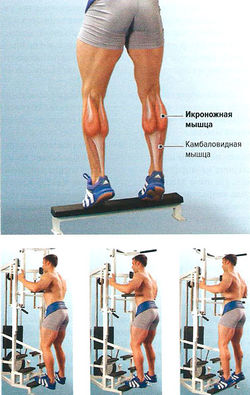 Подъем на носки