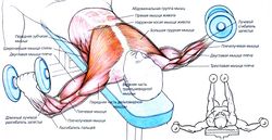 Разведение рук с гантелями