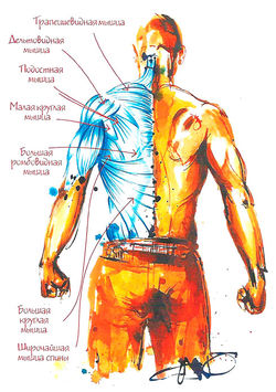 Сведение лопаток вместе