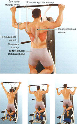 Подтягивания