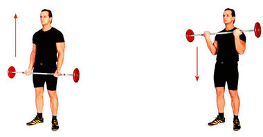 Сгибание рук со штангой