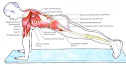 Техника классической планки