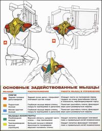 Обратные разведения в тренажере Peck-Deck