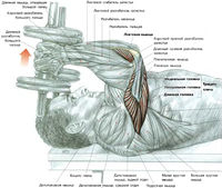 Французский жим