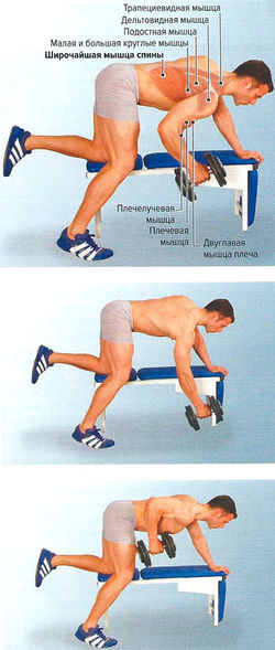 Тяга гантели на скамье