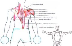 Разведение гантелей в стороны