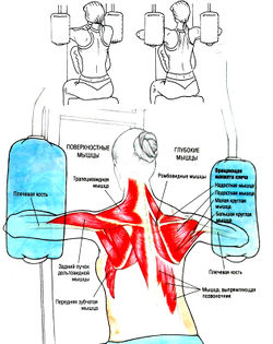 Разведение рук на тренажере