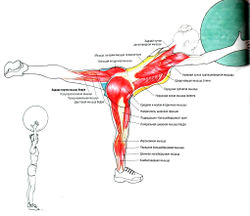 «Ласточка» с мячом