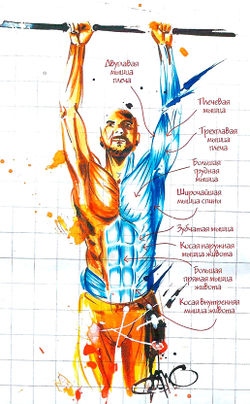 Подтягивание на перекладине