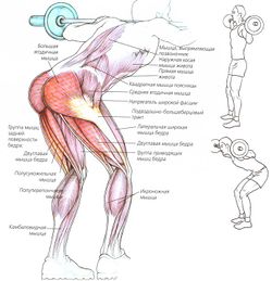 Техника наклонов вперед со штангой