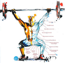 Мышцы, работающие при рывковых приседаниях